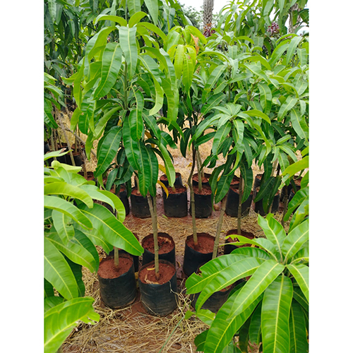 Australian R2E2 Mango Plant
