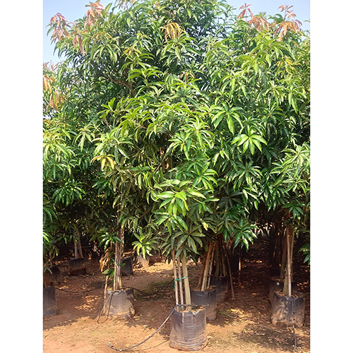 Big Size Mango Trees Plant