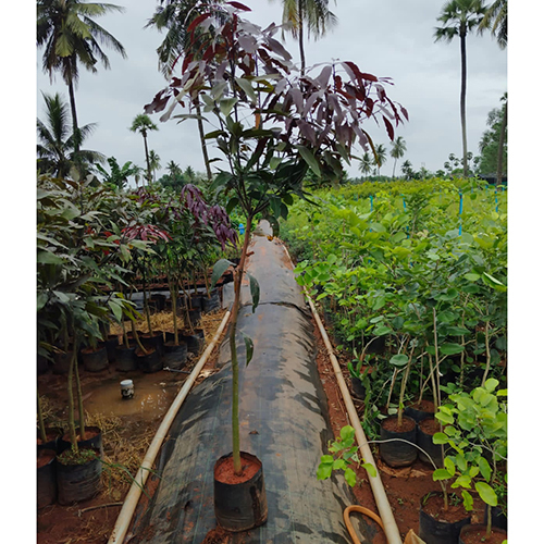 Black Mango Plant