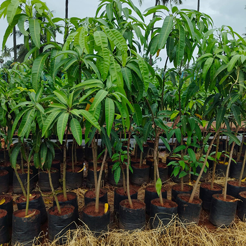 Miyazaki Mango Plant