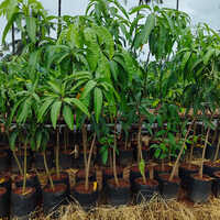 Miyazaki Mango Plant - Color: Different Available