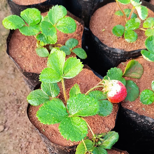Strawberry Plant