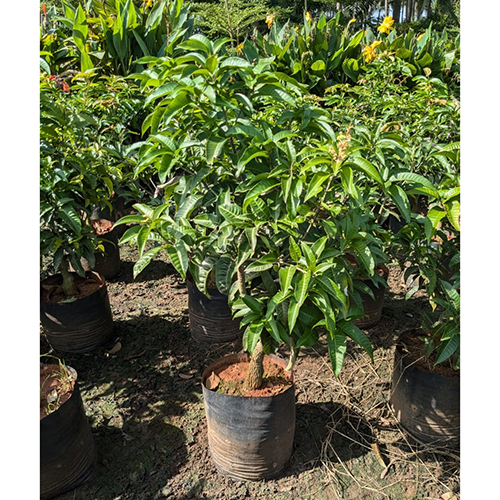 Thai Mango Plant