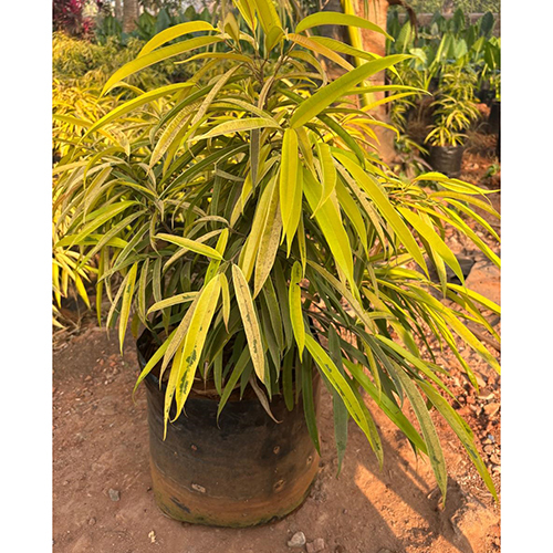 Alli Golde Plant