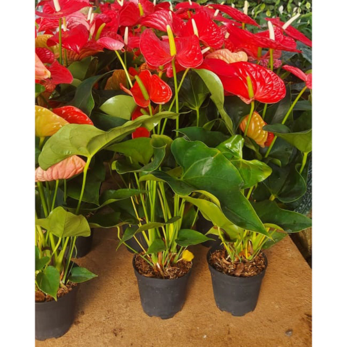 Anthurium Red Plant