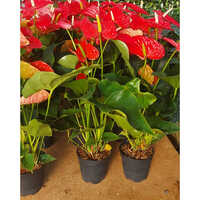 Anthurium Red Plant - Color: Different Available