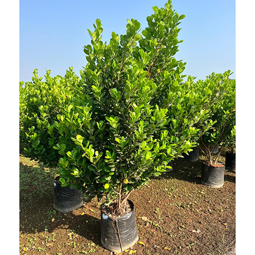 Apollo Ficus Plant