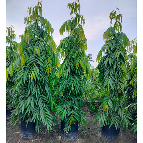 Ashoka Plant