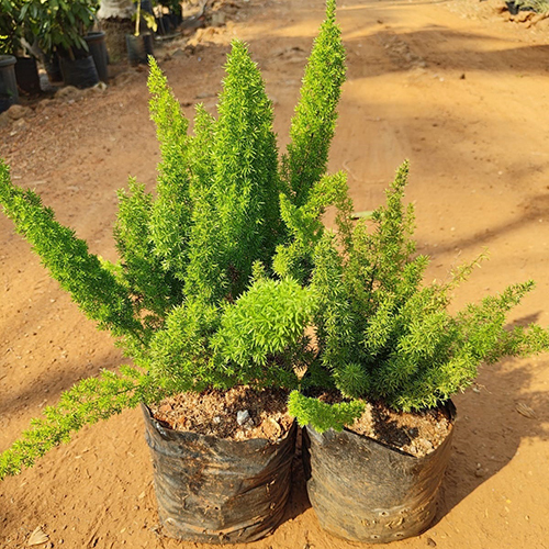 Asparagus Plant