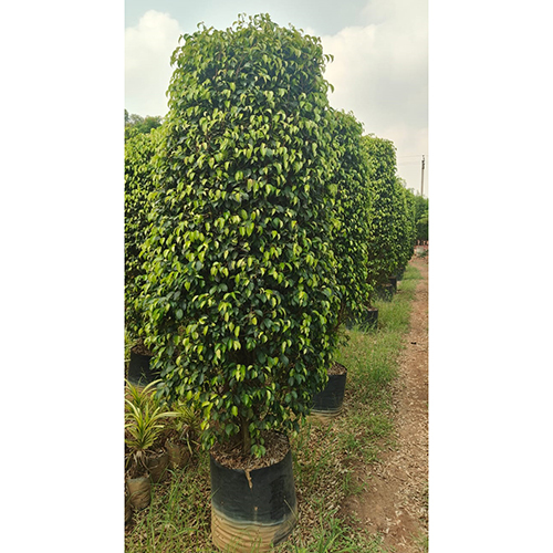 Black Ficus Plant