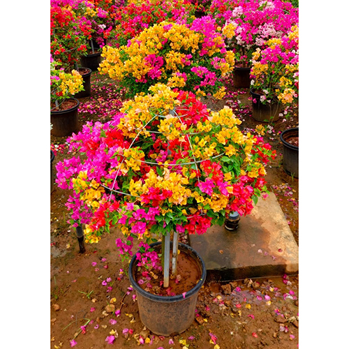 Bougainville Multi Colour Ball Plant