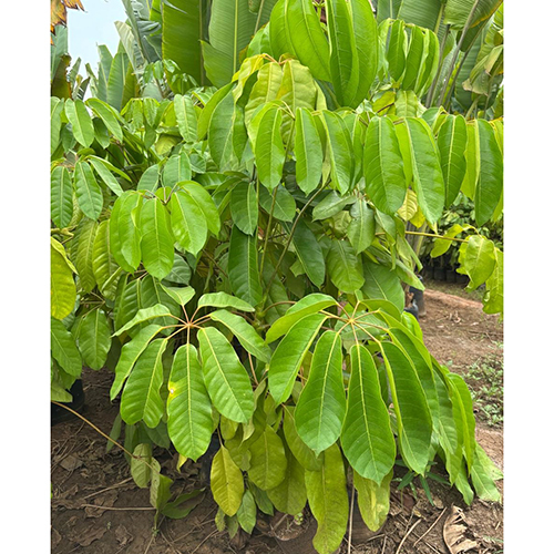 Brasya Plant