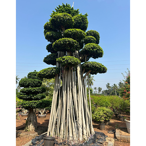 Chinese Bonsai Plant - Color: Different Available