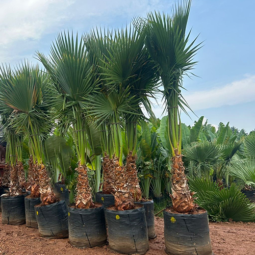 Washingtonia Plant