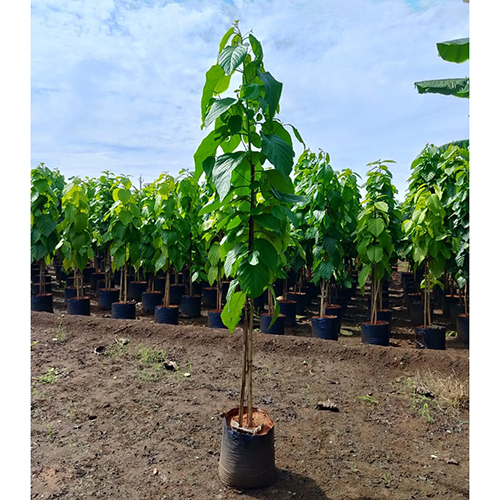 Cordia Sebestena Plant