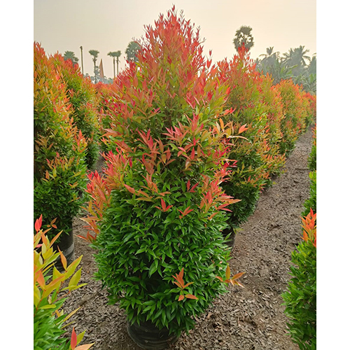 Eugenia Plant
