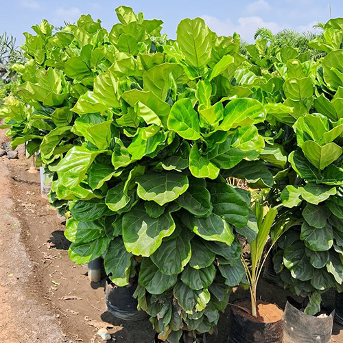 Ficus Lyrata Plant