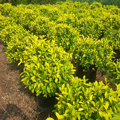 Ficus Panda Plant