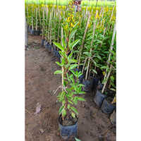 Galphimia Glauca Plant - Color: Different Available