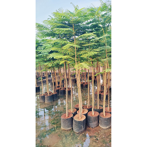 Gulmohar Plant