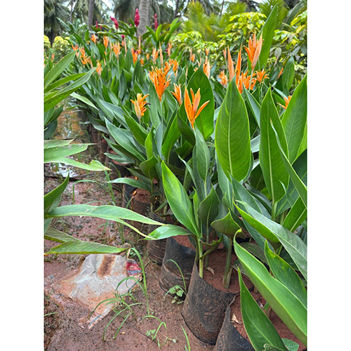 Heliconia Psittacorum Plant