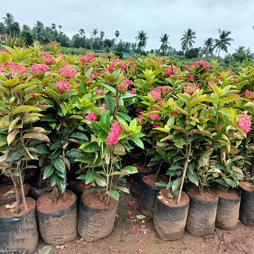 Ixora Pink Plant