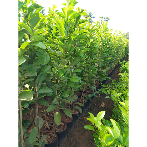 Japanese Red Guava Plant
