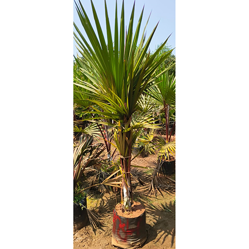 Latania Lontaroides Plant