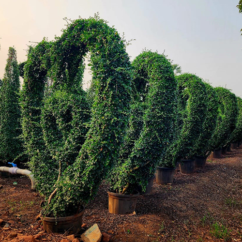 Malphigia Plant