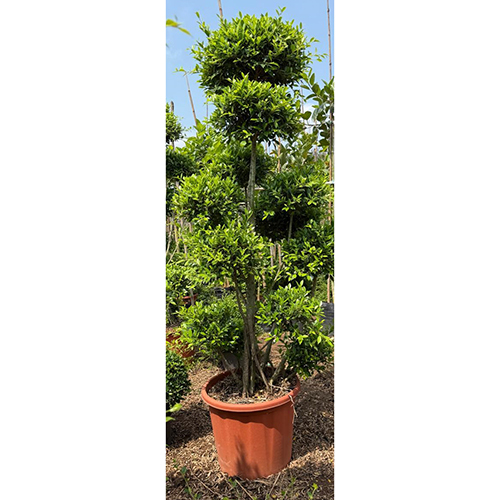 Micro Carfa Multi Heads Plant