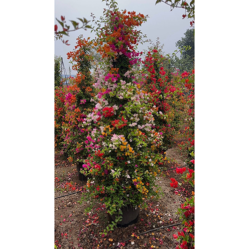Multi Colour Bougainville Plant