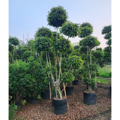 Multi Nuda Ficus Plant