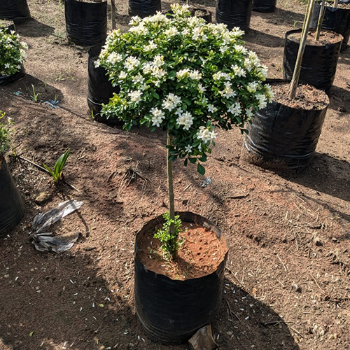 Murray Exotica Single Ball Plant - Color: Different Available