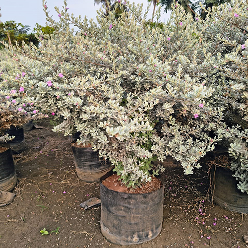 Nicodiya Plant