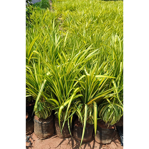 Pandanus Plant - Color: Different Available