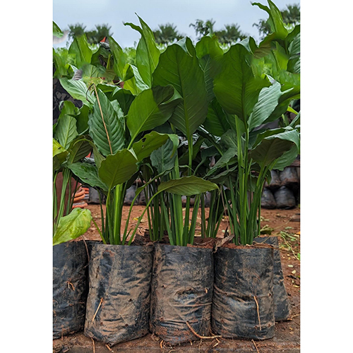 Peace Lily Plant