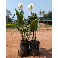 Peace Lily Plant - Color: Different Available