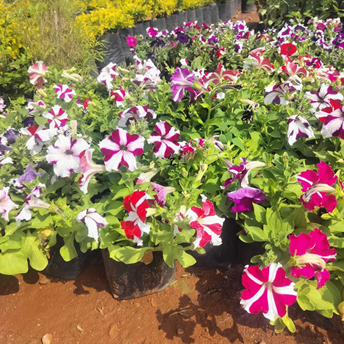 Petunia Plant - Color: Different Available