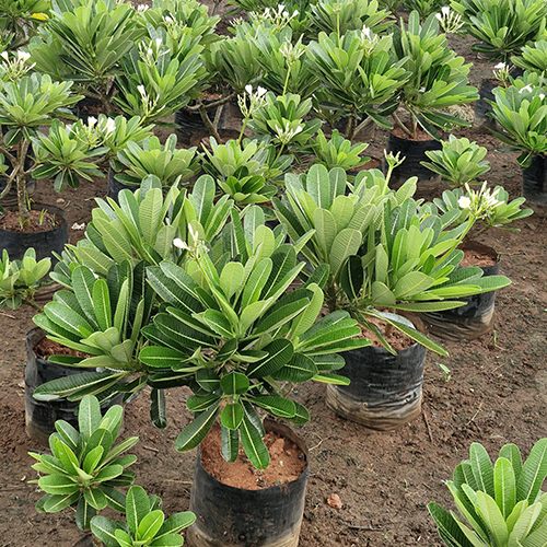 Plumaria Obtusa Plant