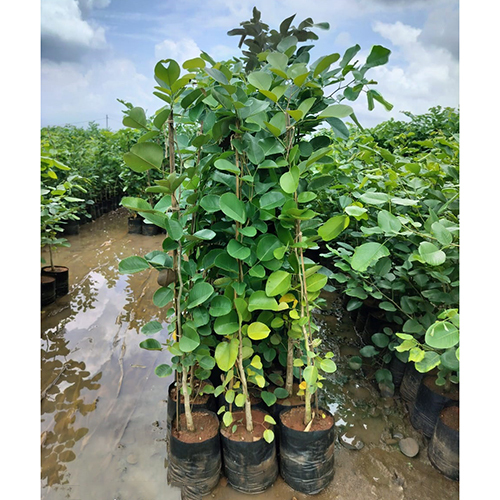 Red Sandal Plant
