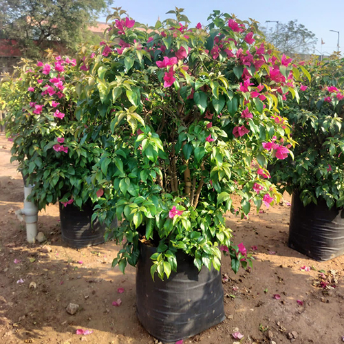 Single Colour Bougainville Plant