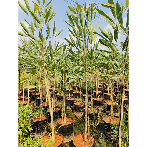 Tabebuia Argentea Plant