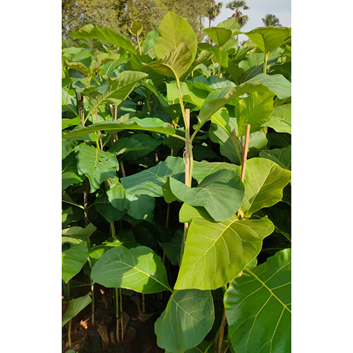 Teku Plant