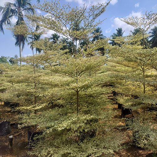 Terminalia White Verigated Plant