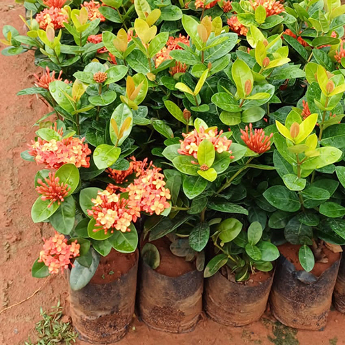 Thailand Ixora Plant