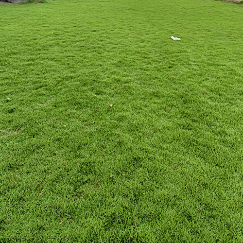 Green Grass