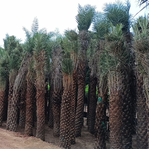 Deta Palm Plant