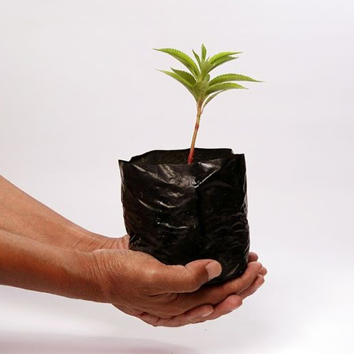 Biodegradable Nursery Poly Bag - Color: Black