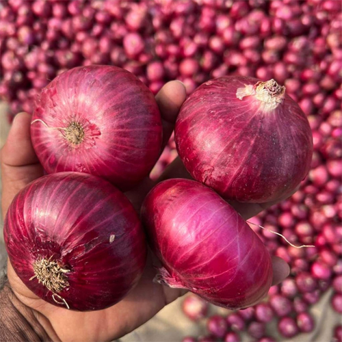 Nashik Red Onion - Moisture (%): 58-65%