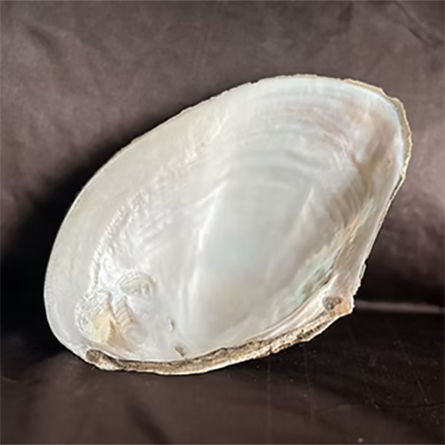 China River Shell - Processing Type: Semi-Processed